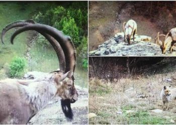 Ordu'da yaban hayatı fotokapanla görüntülendi