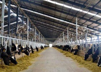 Rasyon nedir? Nasıl hazırlanır? Rasyonda neler kullanılır, neler kullanılmaz?