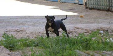 Şiddet eğilimli sahipleri Pitbull 'u vahşileştiriyor