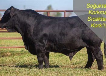 Soğuktan Korkma Sıcaktan Kork!!!