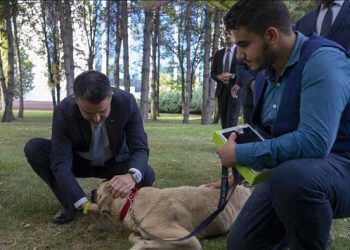 Sokak hayvanlarını korumada 6 ilke
