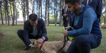 Sokak hayvanlarını korumada 6 ilke