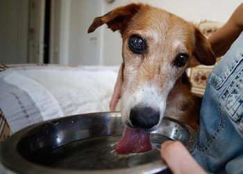 Sokak köpeği vücudundaki 126 saçmayla yaşıyor