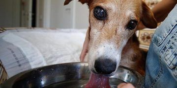 Sokak köpeği vücudundaki 126 saçmayla yaşıyor