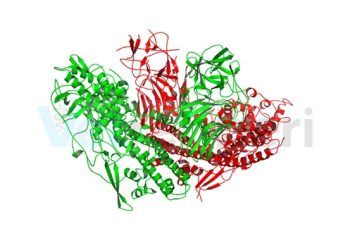 Toksin Bağlayıcılar