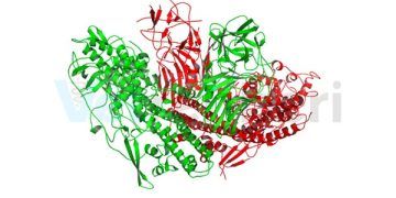 Toksin Bağlayıcılar