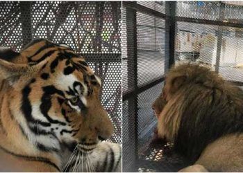 Turkish Cargo vahşi hayvanları güvenle taşıdı