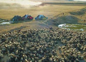 Yayla yasaklarının kaldırılması hayvancılığı canlandırdı