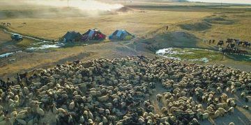 Yayla yasaklarının kaldırılması hayvancılığı canlandırdı