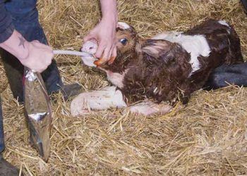 Yeni Doğan Buzağıları Kolostrumla Besleme