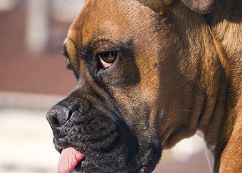 Yerel Konvulsiyonlar Nedir?