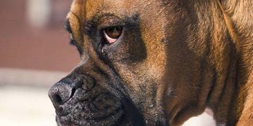 Yerel Konvulsiyonlar Nedir?