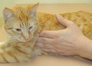 Yerel Lenfadenitis Nedir?