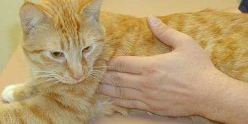 Yerel Lenfadenitis Nedir?