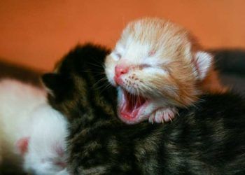 Yerel Plasenta Nedir?