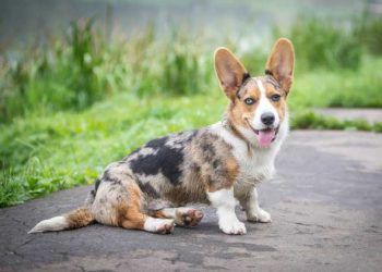 Yerel Skleroderma Nedir?