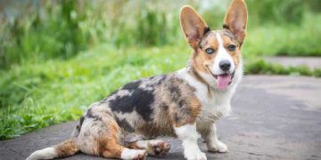 Yerel Skleroderma Nedir?