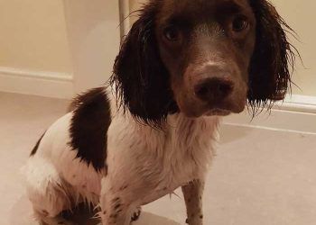 Yerel Terleme Nedir?