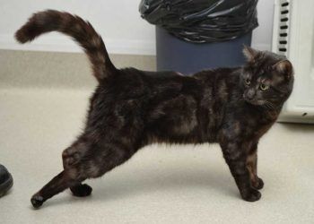 Yerel Tetanos Nedir?