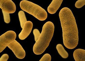 Yersinia Enterocolitica Nedir?