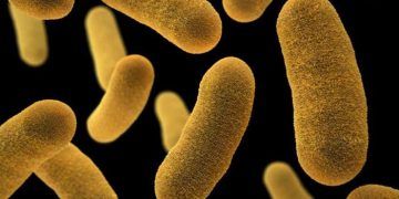 Yersinia Enterocolitica Nedir?