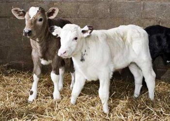 6 Aylıktan Büyük Buzağıların Beslenmesi