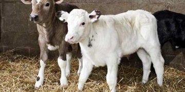 6 Aylıktan Büyük Buzağıların Beslenmesi