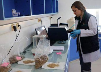 Buzağı ölümlerini önlemek için 'probiyotik mama' ürettiler