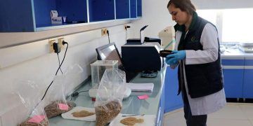 Buzağı ölümlerini önlemek için 'probiyotik mama' ürettiler