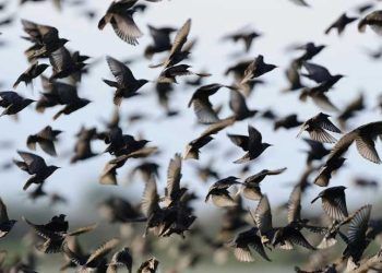 Çiftliklerde Kuş Sorunu