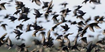 Çiftliklerde Kuş Sorunu