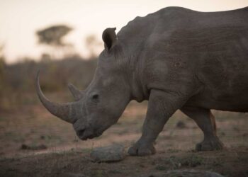 Çin, tıbbi amaçlar için gergedan boynuzu ve kaplan kemiği yasallaştırıyor