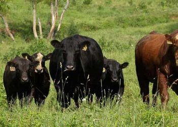 Damızlık Düvelerin Beslenmesi