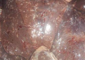 Dicrocoelium Dendriticum ’un Koyun Karaciğerinde Yaptığı Tahribat