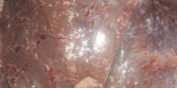 Dicrocoelium Dendriticum ’un Koyun Karaciğerinde Yaptığı Tahribat