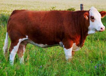 Düvelerin İlk Yılında Beslenme