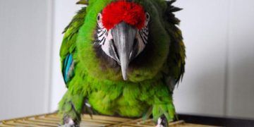 Evcil Kuşlarda Pacheco Hastalığı