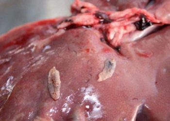 Fasciola Hepatica (Yaprak kelebeği)