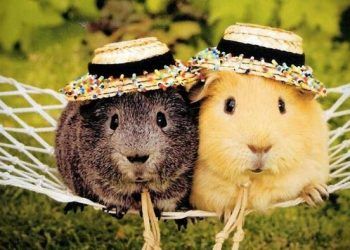 Hamsteriniz Erkek mi? Dişi mi?