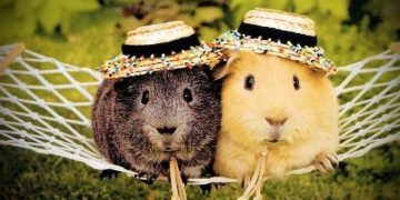 Hamsteriniz Erkek mi? Dişi mi?