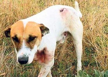 Hayvana eziyet edene 10.5 yıl hapis geliyor