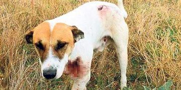 Hayvana eziyet edene 10.5 yıl hapis geliyor