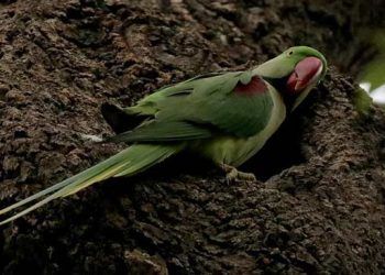 İstanbul’un sevimli misafirleri Papağanlar