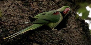 İstanbul’un sevimli misafirleri Papağanlar