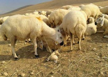 Kangal Akkaraman Koyun Irkı