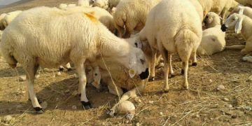 Kangal Akkaraman Koyun Irkı