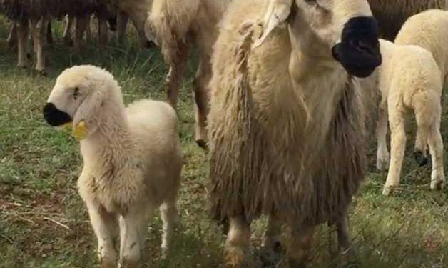 Kangal Akkaraman Koyun Irkı Resimleri