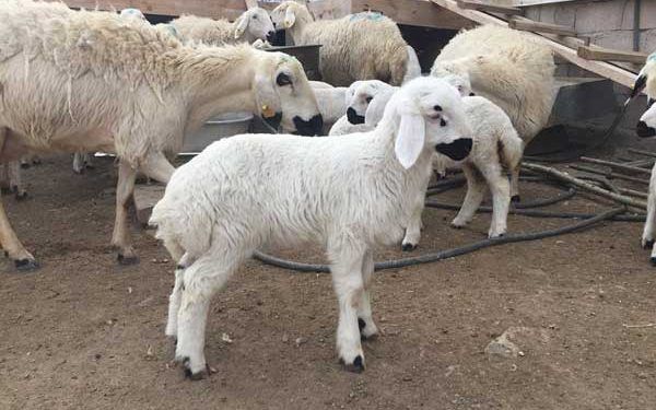 Kangal Akkaraman Koyun Irkı Resimleri