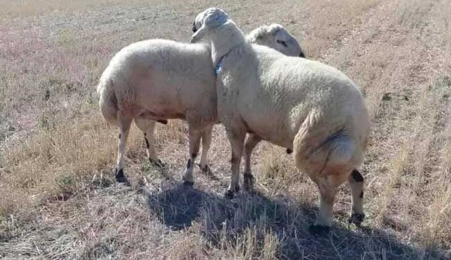 Kangal Akkaraman Koyun Irkı Resimleri