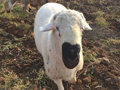 Kangal Akkaraman Koyun Irkı Resimleri